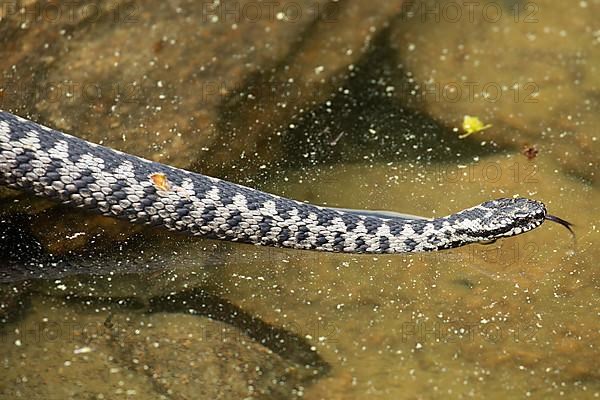 Adder with tongue sticking out licking on water looking right