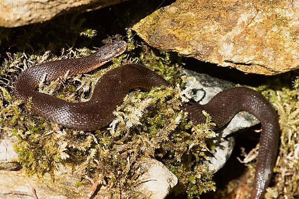 Adder lying on moss in front of rock looking right