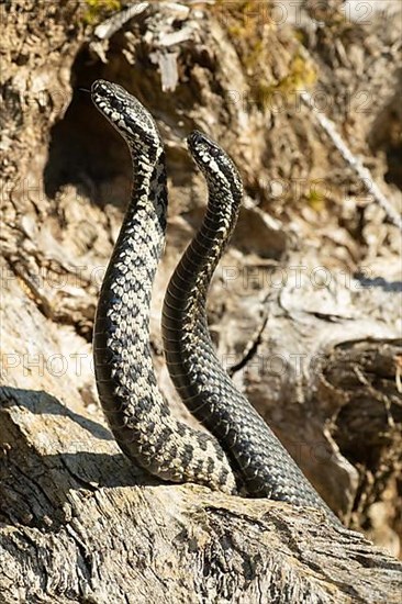 Adder seeing two snakes in a commentary fight in front of a tree trunk standing up next to each other on the left side