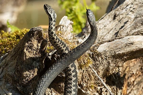 Adder two snakes with outstretched tongues in a comment fight standing tall in front of a tree trunk licking from behind