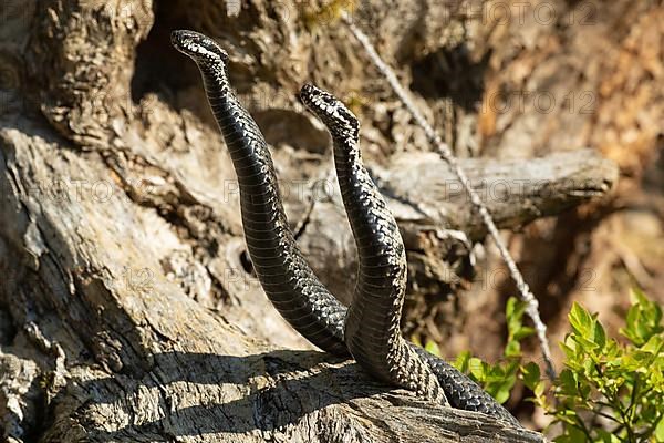 Adder two snakes in a commentary fight in front of a tree trunk entwined next to each other standing up looking from the front left