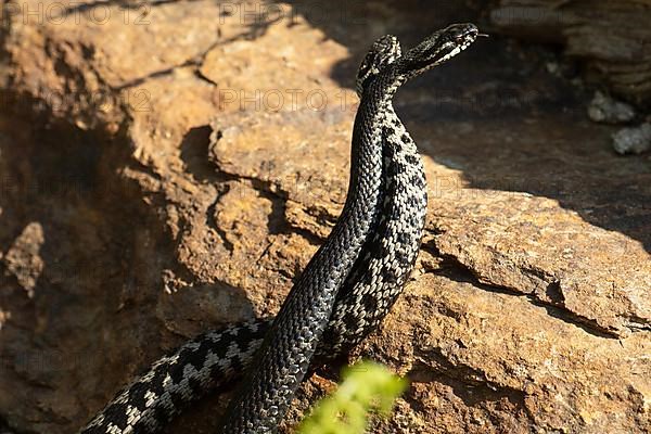 Adder two snakes with outstretched tongues in a comment fight in front of stones entwined standing up lambent seeing different