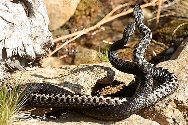 Adder two snakes with outstretched tongues in a comment fight on stones entwined standing up lambent from behind