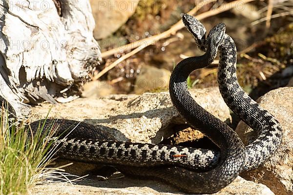 Adder two snakes in a commentary fight on stones intertwined standing up from behind looking differently