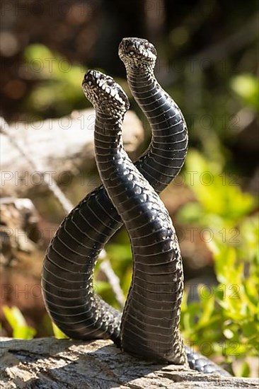 Adder two snakes entwined in a commentary fight side by side standing up and looking from the front