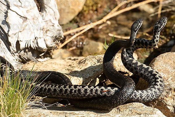 Adder two snakes in commentary fight entangled on stones standing tall seen right