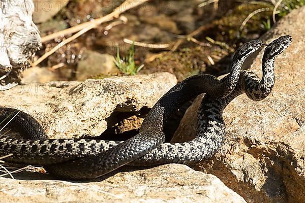 Adder two snakes with outstretched tongues in a commentary fight