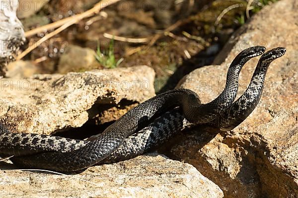 Adder two snakes in commentary fight lying entangled on stones seen on the right