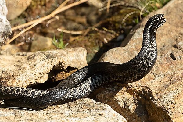 Adder two snakes in commentary fight lying entangled on stones seen on the right