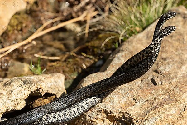 Adder two snakes in commentary fight lying entangled on stones seen on the right