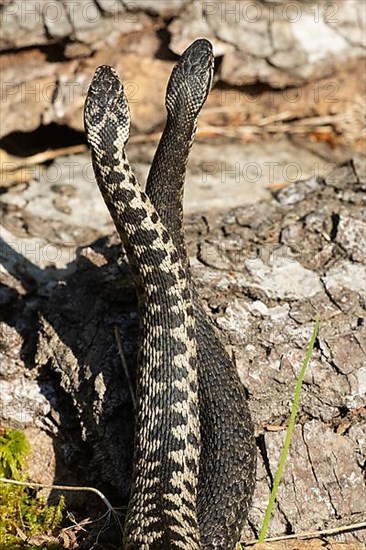 Adder two snakes in a commentary fight on a tree trunk standing high