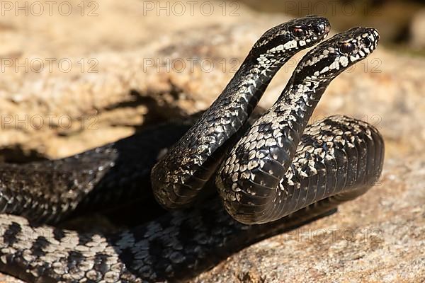 Adder two snakes in commentary fight on stone entwined standing tall seen from front right