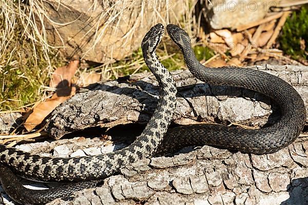 Adder two snakes in a commentary fight on a tree trunk standing high