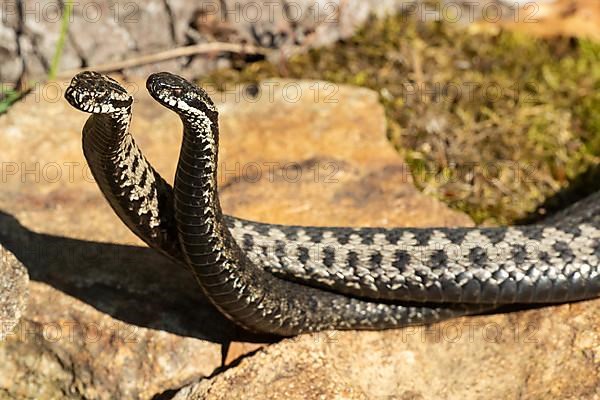 Adder two snakes in commentary fight lying entangled on stones seen from front left