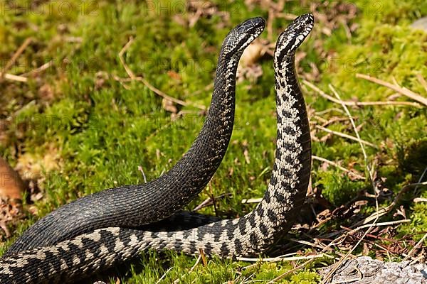 Adder two snakes in commentary fight in moss standing upright seen on the right