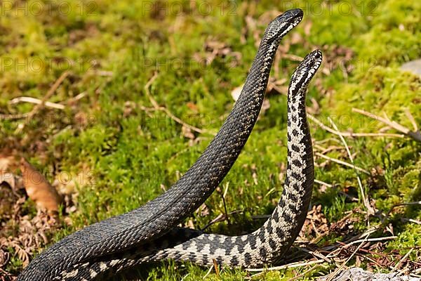 Adder two snakes in commentary fight in moss standing upright seen on the right