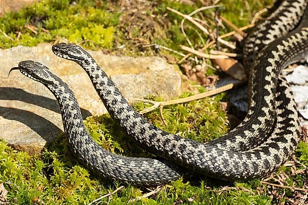 Adder two snakes with tongue sticking out in commentary fight lambent on moss lying entwined in front of stone left looking
