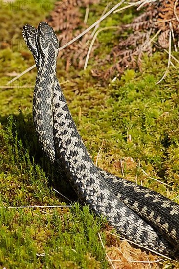 Adder two snakes entangled in moss during a comment fight standing up from behind