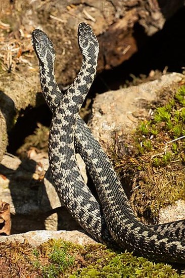 Adder two snakes in commentary fight on stones entwined standing up from behind