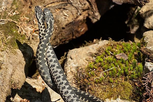 Adder two snakes in a comment fight in front of stones entwined standing up from behind