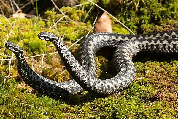 Adder two snakes in moss in commentary fight lying next to each other seen on the left