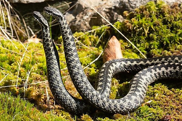Adder two snakes in moss in commentary fight lying next to each other seen on the left
