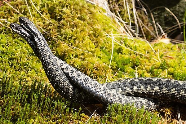 Adder two snakes in moss entangled in a comment fight lying on the left looking