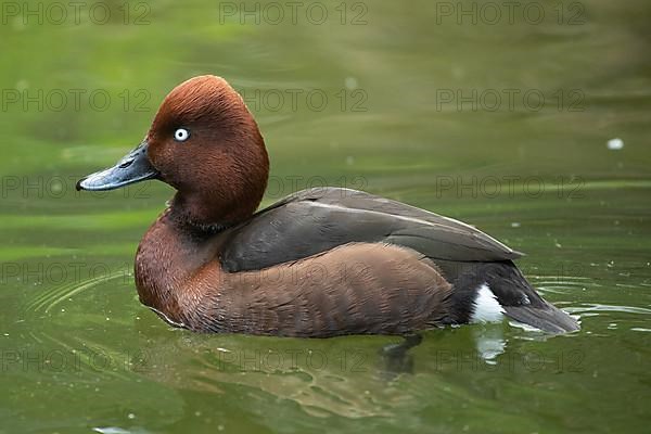 Ferruginous Duck swimming in water seen on the left