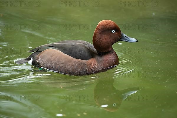 Ferruginous Duck Swimming in Water with Mirror Image Seen Right