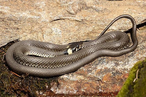 Grass snake on stone curled lying seeing right