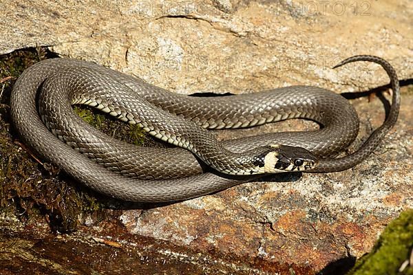 Grass snake on stone curled lying seeing right