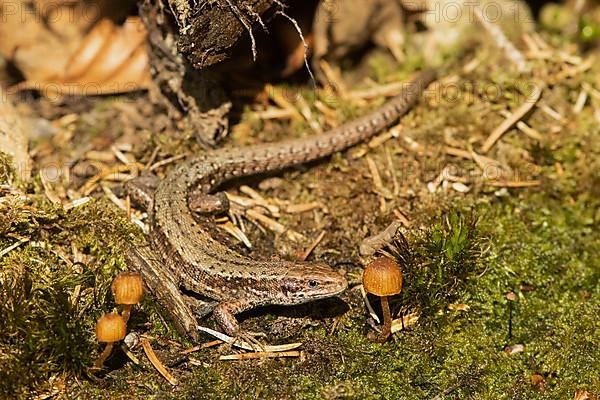 Forest lizard sitting in moss next to mushroom seen on the right