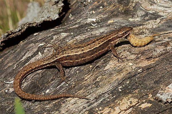 Forest lizard with food in mouth sitting on tree trunk seen on right side