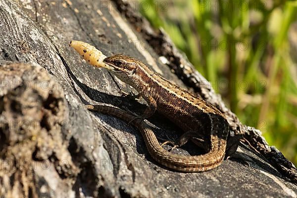 Forest lizard with food in mouth sitting on tree trunk seen on left side