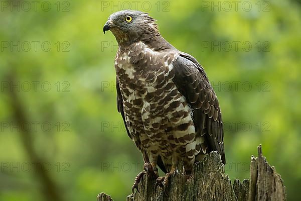 Honey buzzard sitting on tree trunk seen from front left
