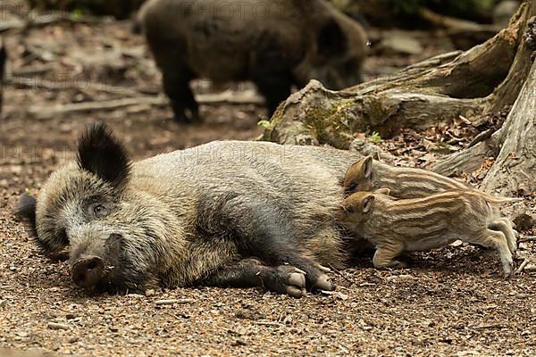 Wild boar Old animal lying and two young animals lying sucking looking left