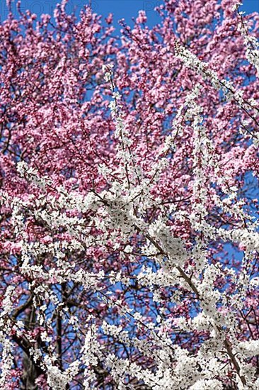 Colourful blossoming trees in the blue sky in spring