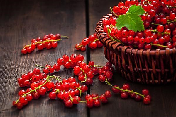 Redcurrant red currant berries in wicker bowl on kitchen table