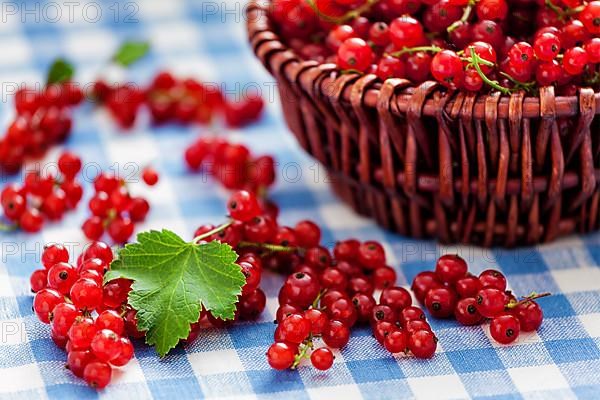 Redcurrant red currant berries in wicker bowl on kitchen table