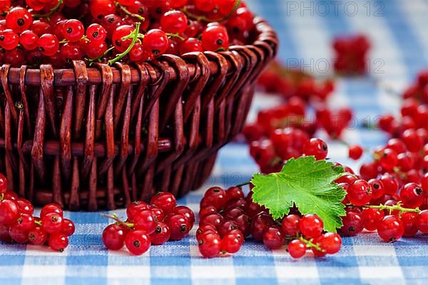 Redcurrant red currant berries in wicker bowl on kitchen table