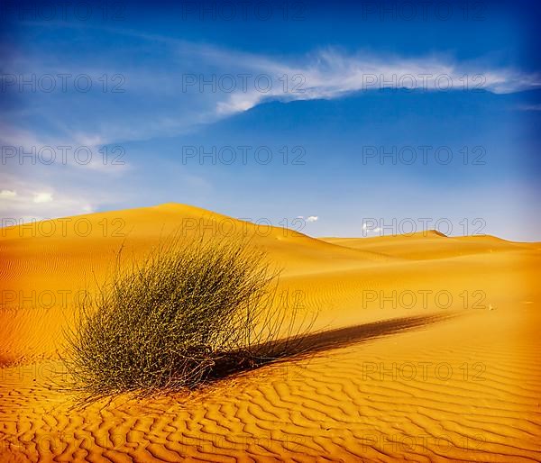 Dunes of Thar Desert. Sam Sand dunes