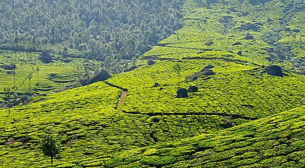 Tea plantations panorama. Munnar