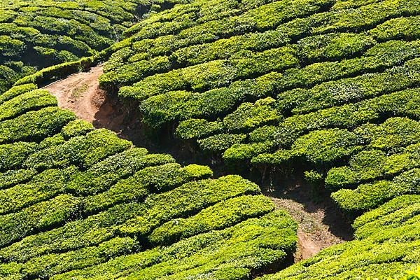 Tea plantations. Munnar