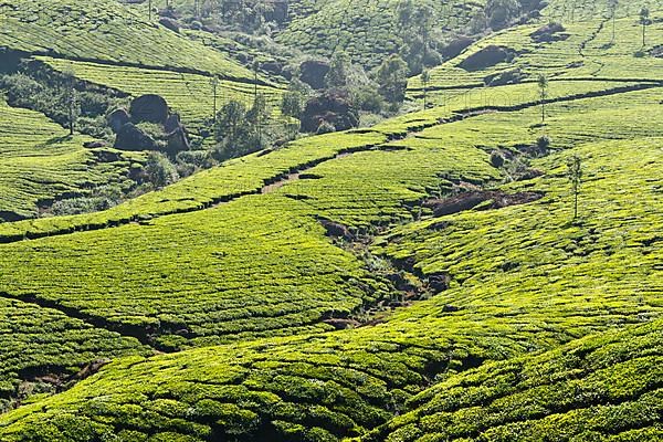 Tea plantations. Munnar