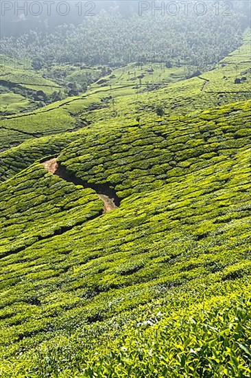 Tea plantations. Munnar