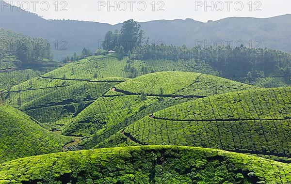 Tea plantations. Munnar