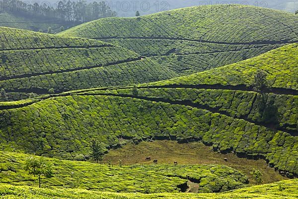 Tea plantations. Munnar