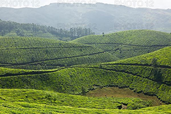 Tea plantations. Munnar