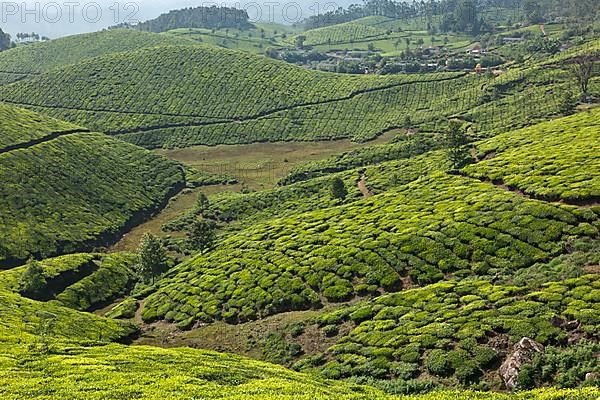 Tea plantations. Munnar