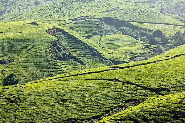 Tea plantations. Munnar